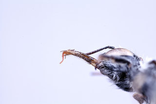 Hoplitis incanescens, female, mouthparts 2 clean