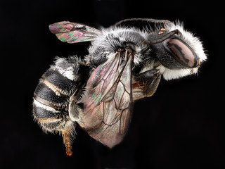Megachile campanulae, -male, -side 2012-06-07-15.39.59