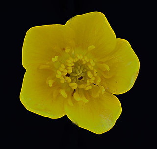 Ranunculus species 2012-05-31-13.27.08