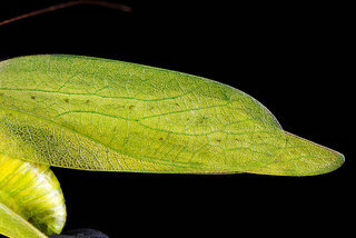 Amblycorypha oblongifolia, -wing 2012-07-26-17.14.20