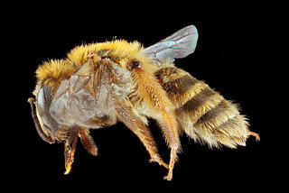 Andrena accepta, -female, -side 2012-08-02-17.32.58