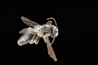 Andrena banksi, -male, -back 2012-08-06-16.45.10