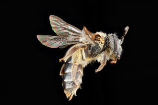 Andrena ceanothi, -female, -side 2012-08-07-18.32.36