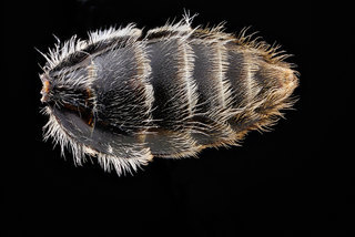 Andrena cressonii, -female, -S6 2012-07-19-16.45.15