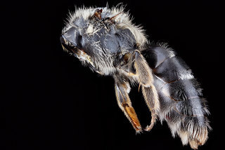 Andrena cressonii, -female, -pronotal-collar, -side 2012-07-19-16.27.59