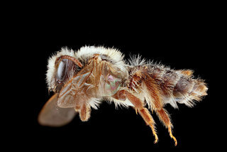 Andrena erythronii, -female-side 2012-08-03-15.46.27