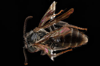 Andrena fragilis, -male, -back 2012-06-14-14.39.34