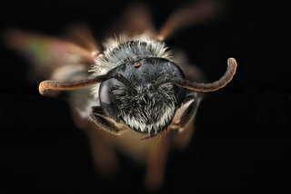 Andrena fragilis, -male-face 2012-06-14-1444.34