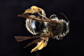Andrena gardineri, -female, -back 2012-07-16-15.41.24