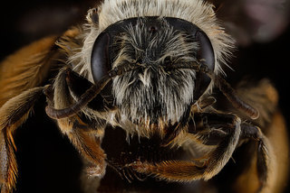 Andrena gardineri, -female, -face 2012-07-16-15.52.40
