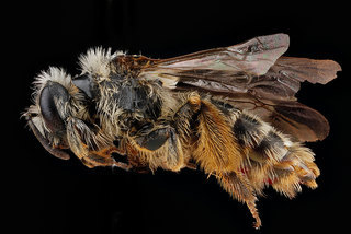 Andrena gardineri, -female, -side 2012-07-02-16.14.57