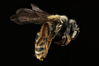 Andrena gardineri, -female, -side 2012-07-16-16.00.21