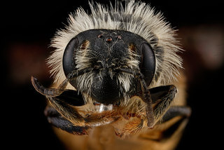 Andrena gardineri, -female-face 2012-07-02-1605.20