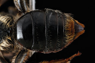 Andrena spiraeana, -female-top-of-abdomen 2012-06-20-153051