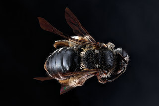 Andrena virginiana, -female, -back 2012-07-11-14.22.49