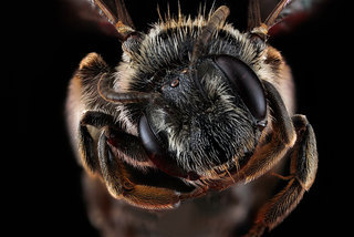 Andrena virginiana, -female, -face 2012-07-11-14.33.31