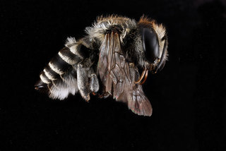 Megachile brevis, -female, -side 2012-06-15-17.54.51