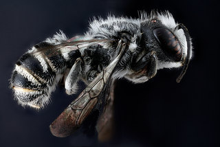Megachile campanulae, -male-side 2012-07-06-183613