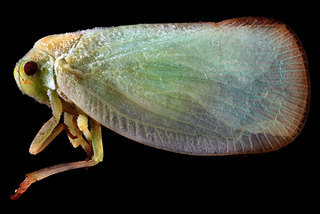 Ormenoides venusta, -side 2012-07-06-19.25.23