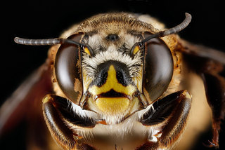 Centris fasciata, -female, -face 2012-06-25-14.38.16