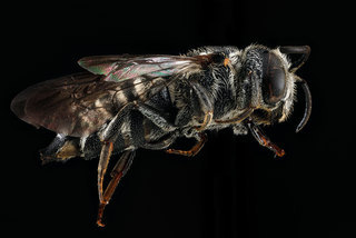 Coelioxys modestus, -male, -side 2012-07-16-18.28.04