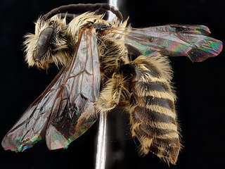 Colletes distinctus, -male, -side 2012-06-11-16.17.06