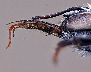 Hoplitis incanescens, -female, -mouthparts