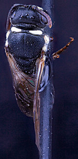 Hylaeus leptocephalus, -female, -back
