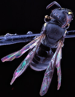 Hylaeus mesillae, -female, -back