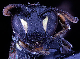 Hylaeus mesillae, -female, -face