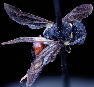 Hylaeus ornatus, -female, -back