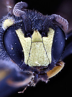 Hylaeus ornatus, -male, -face