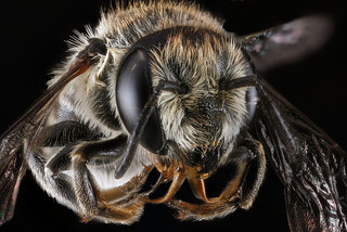 Megachile brevis, -female, -face 2012-06-19-16.28.03