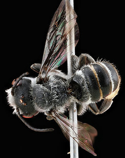 Megachile campanulae, -male, -back 2012-06-07-15.22.01