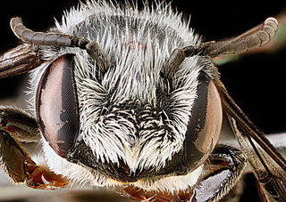 Megachile campanulae, -male, -face 2012-06-07-15.29.05
