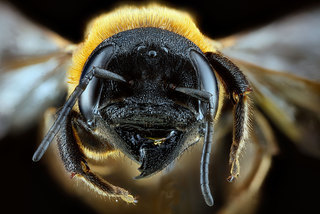 Megachile sculpturalis, -female, -face 2012-07-12-17.28.39