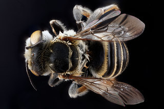 Megachile townsendiana, -female, -back 2012-07-30-17.32.41