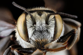 Megachile townsendiana, -female, -face 2012-07-30-17.42.36