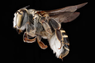 Megachile townsendiana, -female, -side 2012-07-30-17.50.01