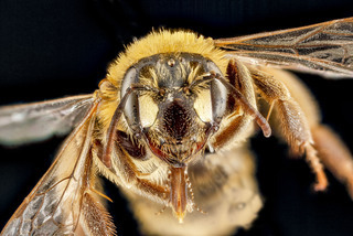 Andrena accepta, female, face 2012-08-02-17