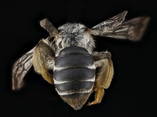 Andrena aliciae, female, back1 2012-08-07-15.58