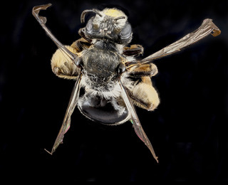 Andrena aliciae, female, back2 2012-08-07-16.12