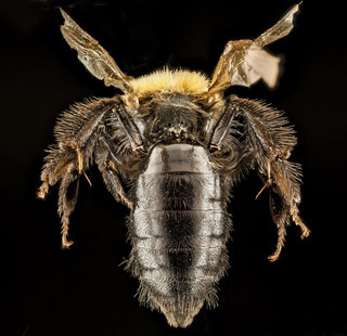 Andrena anograe, female, back1 2012-08-06-15.31.25