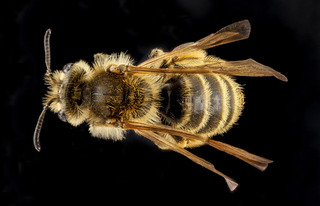 Andrena astragali, female, back 2012-08-06-15.57.55