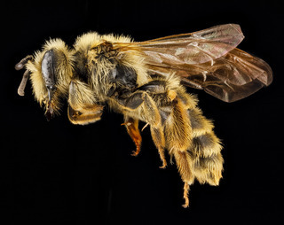 Andrena astragali, female, side 2012-08-06-16.17.29