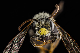 Andrena banksi, male, face 2012-08-06-16.47