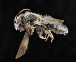 Andrena banksi, male, side 2012-08-06-16.53