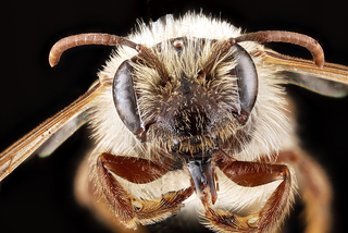 Andrena erythronii, female, face 2012-08-03-16.01.10