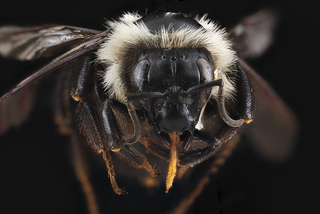 Bombus bimaculatus, female, face 2012-07-25-12.32.14