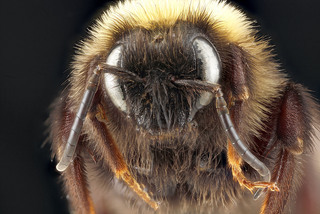 Bombus variabilis, male, face, Maryland 2012-08-28-16